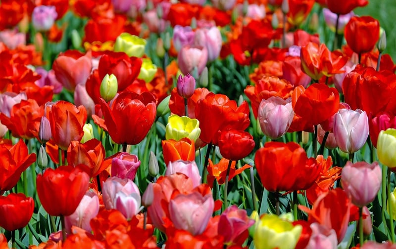 Skagit Valley Tulip Fields, USA